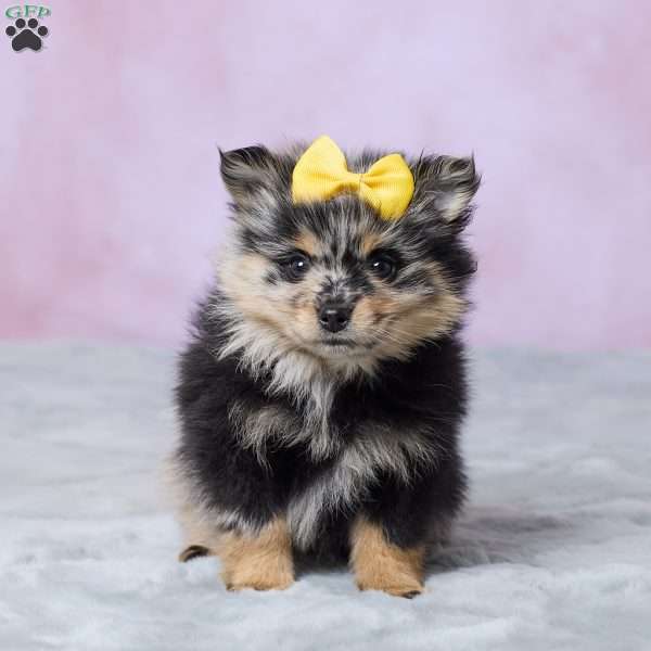 Daisy, Pomeranian Puppy